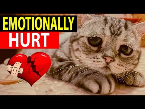 6 Practices That Emotionally Harm Your Cat??