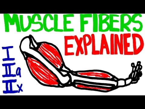Muscle Fibers Explained