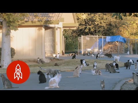 The Woman Who Lives With 1,000 Cats