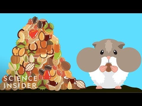 How Hamsters Can Stuff So Much Food In Their Cheeks