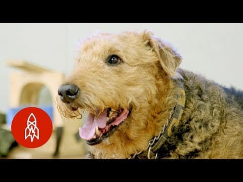 Inside the Mind of a Dog