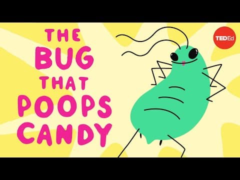 The bug that poops candy