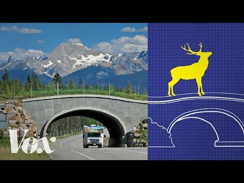 Wildlife crossings stop roadkill. Why aren't there more?