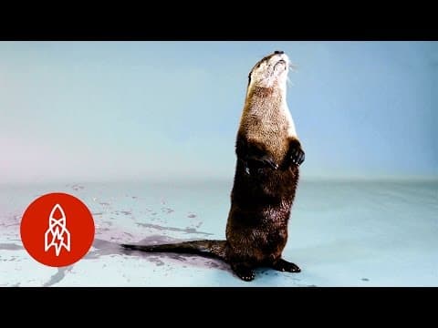 Back from the Brink: The North American River Otter