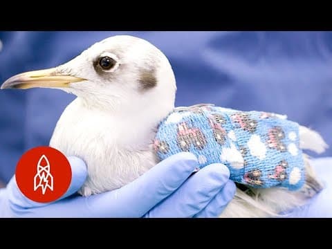 Inside Europe's Busiest (and Cutest) Wildlife Hospital