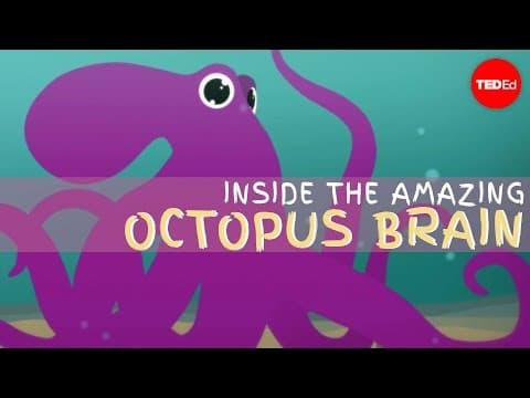 【TED-Ed】Why the octopus brain is so extraordinary - Cláudio L. Guerra