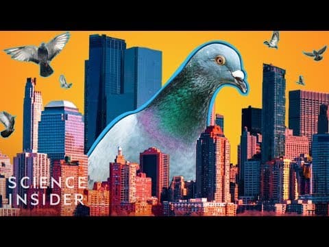 Why Cities Have So Many Pigeons