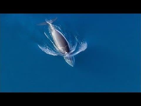Killer Whales Attack Minke | Frozen Planet | BBC Earth