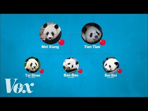 ¥China's panda diplomacy, explained