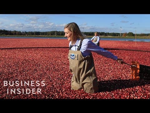 How Ocean Spray Harvests 220 Billion Cranberries A Year