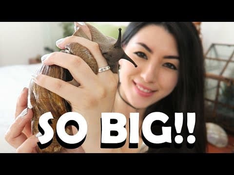 GIANT African Land Snail! | Baby Snails | My Pet Snail