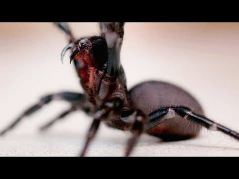 Why You Shouldn't Eradicate Those Spiders In Your House