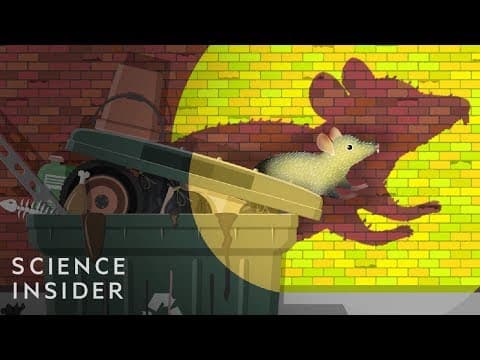 Why Cities Can't Get Rid Of Rats