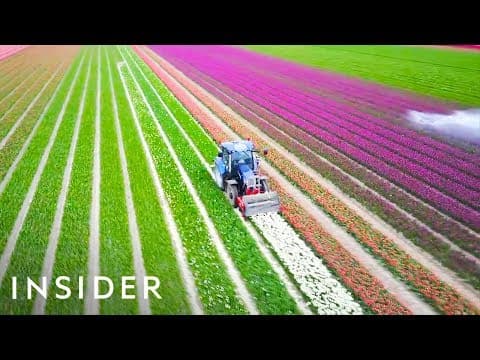 Why The Netherlands Is The Tulip Capital Of The World