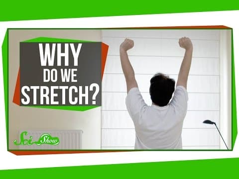 Why Do We Stretch in the Morning?