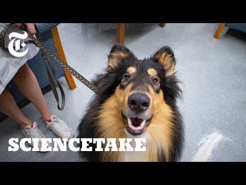 How Empathetic Is Your Dog? | ScienceTake