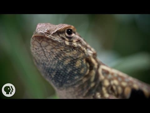 These Lizards Have Been Playing Rock-Paper-Scissors for 15 Million Years | Deep Look