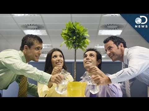 The Incredible Benefits of Having Plants in Your Office!