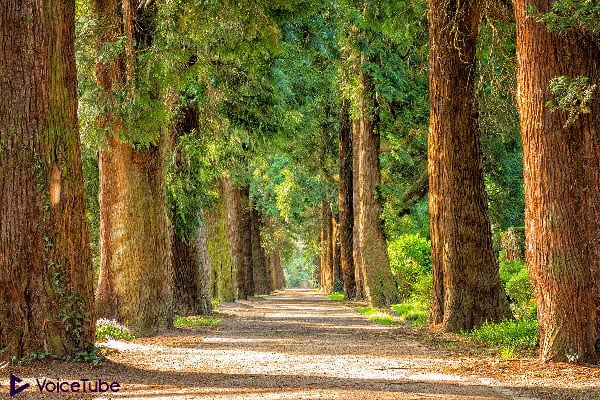 a forest path for hiking in a natural environment
